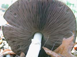 The free (unattached to stalk) brown gills show clearly.